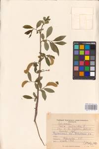 Salix pentandra L., Siberia, Western Siberia (S1) (Russia)