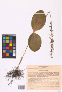 Neottia ovata (L.) Bluff & Fingerh., Eastern Europe, North Ukrainian region (E11) (Ukraine)