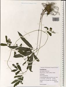 Lygodium, South Asia, South Asia (Asia outside ex-Soviet states and Mongolia) (ASIA) (Vietnam)