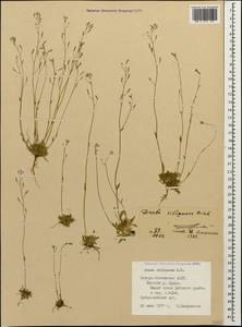 Draba siliquosa M. Bieb., Caucasus, North Ossetia, Ingushetia & Chechnya (K1c) (Russia)