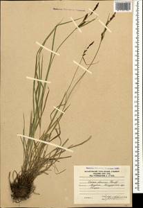 Carex dacica Heuff., Caucasus, South Ossetia (K4b) (South Ossetia)