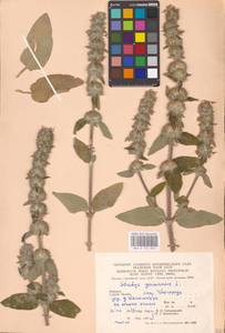 MHA 0 154 850, Stachys germanica L., Eastern Europe, West Ukrainian region (E13) (Ukraine)