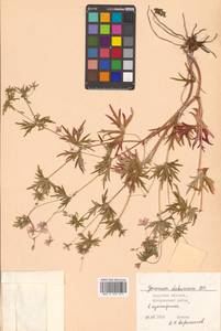 Geranium dahuricum DC., Siberia, Russian Far East (S6) (Russia)