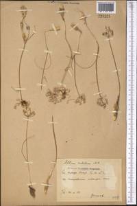 Allium rubellum M.Bieb., Middle Asia, Syr-Darian deserts & Kyzylkum (M7)