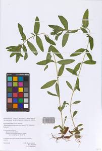 Epilobium lamyi F. W. Schultz, Eastern Europe, Western region (E3) (Russia)