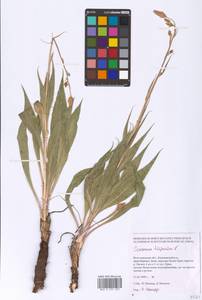 Pseudopodospermum hispanicum subsp. hispanicum, Eastern Europe, Lower Volga region (E9) (Russia)