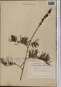 Mimosa myriophylla Benth., America (AMER) (Brazil)