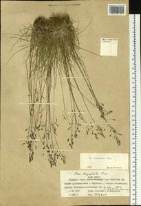 Poa tolmatchewii Roshev., Siberia, Western Siberia (S1) (Russia)