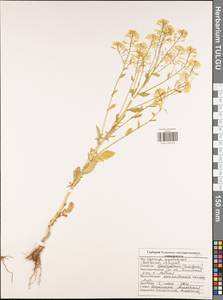 Barbarea arcuata (Opiz ex J. Presl & C. Presl) Rchb., Eastern Europe, Central region (E4) (Russia)