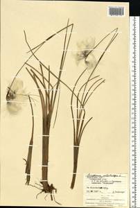 Eriophorum angustifolium Honck., Eastern Europe, West Ukrainian region (E13) (Ukraine)