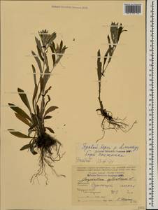 Omalotheca sylvatica (L.) Sch. Bip. & F. W. Schultz, Caucasus, Stavropol Krai, Karachay-Cherkessia & Kabardino-Balkaria (K1b) (Russia)