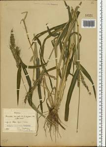 Echinochloa crus-galli (L.) P.Beauv., Eastern Europe, North-Western region (E2) (Russia)