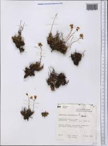 Saxifraga bronchialis, America (AMER) (Canada)