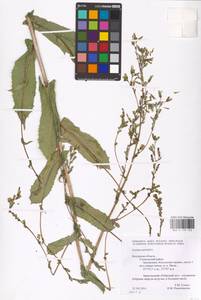 Lactuca serriola L., Eastern Europe, Central region (E4) (Russia)