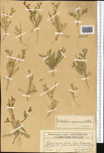 Euclidium syriacum (L.) W.T.Aiton, Middle Asia, Western Tian Shan & Karatau (M3) (Kazakhstan)