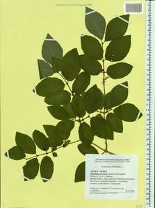 Lonicera xylosteum L., Eastern Europe, Central forest-and-steppe region (E6) (Russia)