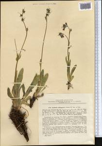 Lindelofia olgae (Regel & Smirn.) Brand, Middle Asia, Pamir & Pamiro-Alai (M2) (Uzbekistan)