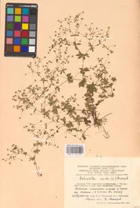 Potentilla erecta (L.) Raeusch., Eastern Europe, Lithuania (E2a) (Lithuania)