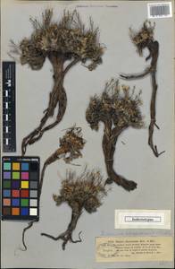 Limonium chrysocomum subsp. chrysocomum, Middle Asia, Muyunkumy, Balkhash & Betpak-Dala (M9) (Kazakhstan)