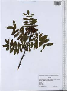 Sorbus, South Asia, South Asia (Asia outside ex-Soviet states and Mongolia) (ASIA) (China)