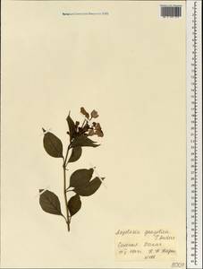 Asystasia gangetica, Africa (AFR) (Senegal)