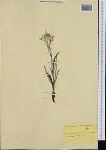 Leontopodium nivale subsp. alpinum (Cass.) Greuter, Western Europe (EUR)