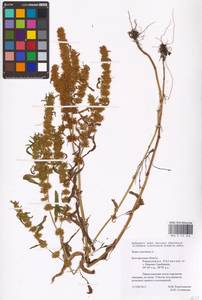 Rumex maritimus L., Eastern Europe, Central forest-and-steppe region (E6) (Russia)