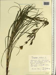 Tragopogon pratensis L., Eastern Europe, North Ukrainian region (E11) (Ukraine)