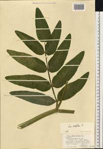 Sium latifolium L., Eastern Europe, South Ukrainian region (E12) (Ukraine)