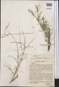 Astragalus leucocalyx Popov, Middle Asia, Western Tian Shan & Karatau (M3) (Kazakhstan)