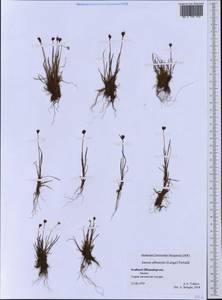 Juncus albescens (Lange) Fernald, Western Europe (EUR) (Svalbard and Jan Mayen)