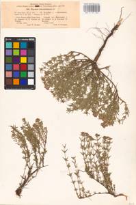 MHA 0 157 368, Thymus pallasianus Heinr.Braun, Eastern Europe, Lower Volga region (E9) (Russia)