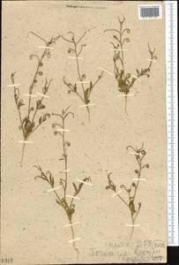 Neotorularia brevipes (Kar. & Kir.) Hedge & J.Léonard, Middle Asia, Muyunkumy, Balkhash & Betpak-Dala (M9) (Kazakhstan)