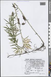 Artemisia umbrosa Turcz. ex DC., Eastern Europe, Volga-Kama region (E7) (Russia)