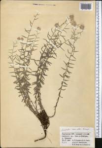 Anaphalis roseoalba Krasch., Middle Asia, Pamir & Pamiro-Alai (M2) (Kyrgyzstan)