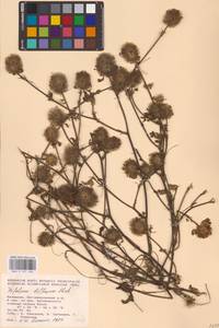 Trifolium diffusum Ehrh., Eastern Europe, Lower Volga region (E9) (Russia)