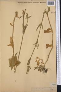 Silene noctiflora L., Middle Asia, Dzungarian Alatau & Tarbagatai (M5) (Kazakhstan)