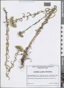 Achillea arabica Kotschy, Caucasus, Stavropol Krai, Karachay-Cherkessia & Kabardino-Balkaria (K1b) (Russia)