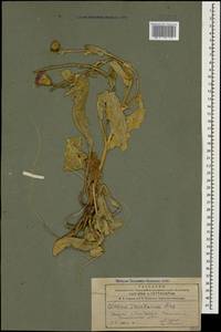 Cirsium alatum (S. G. Gmel.) Bobrov, Caucasus, Azerbaijan (K6) (Azerbaijan)