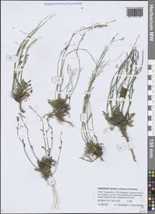 Arabidopsis lyrata subsp. lyrata, Siberia, Western Siberia (S1) (Russia)