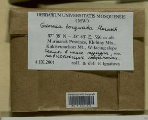 Grimmia torquata Drumm., Bryophytes, Bryophytes - Karelia, Leningrad & Murmansk Oblasts (B4) (Russia)