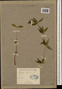 Asperula taurina L., Caucasus (no precise locality) (K0)