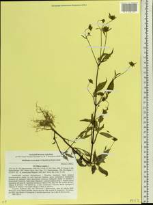 Bidens frondosa L., Eastern Europe, North Ukrainian region (E11) (Ukraine)