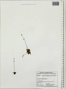 Pinguicula variegata Turcz., Siberia, Central Siberia (S3) (Russia)