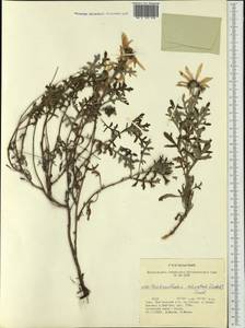 Chrysanthemum sinuatum Ledeb., Siberia, Altai & Sayany Mountains (S2) (Russia)