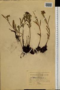 Phedimus aizoon (L.) 't Hart, Siberia, Altai & Sayany Mountains (S2) (Russia)