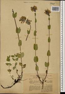 Nepeta grandiflora M.Bieb., Caucasus, Stavropol Krai, Karachay-Cherkessia & Kabardino-Balkaria (K1b) (Russia)