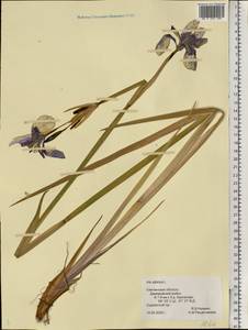 Iris sibirica L., Eastern Europe, Western region (E3) (Russia)