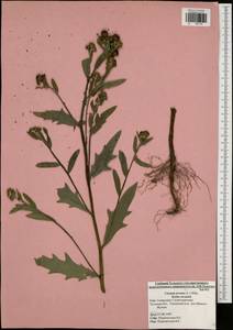 Cirsium arvense, Eastern Europe, Central region (E4) (Russia)