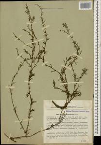 Artemisia arenaria DC., Caucasus, Azerbaijan (K6) (Azerbaijan)